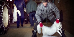 La Norvège va interdire les élevages d’animaux à fourrure d’ici à 2025