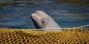 Sous la pression, la Russie promet de libérer des dizaines de bélugas et d’orques