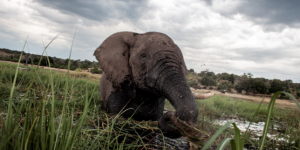 Le Botswana lève l’interdiction de chasser l’éléphant