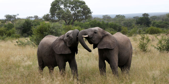Le braconnage des éléphants d’Afrique en recul