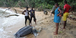 Au Cameroun, Ebodjé, l’écovillage qui protège ses tortues marines
