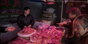 Le cheptel chinois ravagé par la fièvre porcine africaine