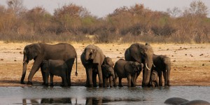 Menacé de surpopulation, le Zimbabwe vend des éléphants