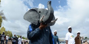 Des pays d’Afrique australe plaident pour une autorisation de la vente d’ivoire