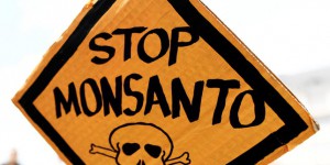 Environ 600 personnes concernées en France et en Allemagne par les fichiers Monsanto