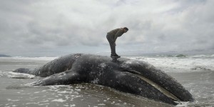 Baleines en péril sur la côte Pacifique