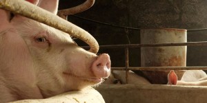 En Chine, les éleveurs de porc impuissants face à la fièvre porcine