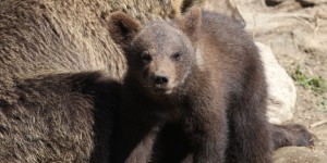 Douillous, l’ourson qui s’était échappé dans le Tarn, a été retrouvé