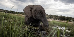Les éléphants du Botswana victimes du changement de président