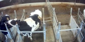 Des « hublots » dans la panse de vaches pour étudier leur digestion