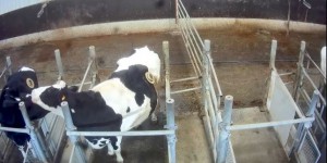 Des « hublots » sur des vaches : L214 filme une pratique ancienne mais débattue