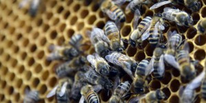« Les industriels français butinent aux quatre coins de la planète pour remplir leurs pots de miel »