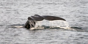 Le Japon s’apprête à reprendre la chasse commerciale à la baleine