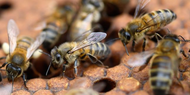 L’agriculture « bio » favorable aux abeilles
