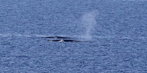 La pollution plastique pèse sur les baleines de Méditerranée