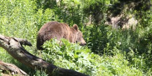 Pyrénées : feu vert aux mesures d’effarouchement pour éloigner les ours des troupeaux