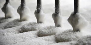 Tereos et Cristal Union affectés par la crise du sucre