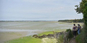 En Bretagne, l’angoisse des algues vertes ravivée