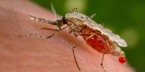 Au Burkina, un premier lâcher de moustiques génétiquement modifiés crée la polémique