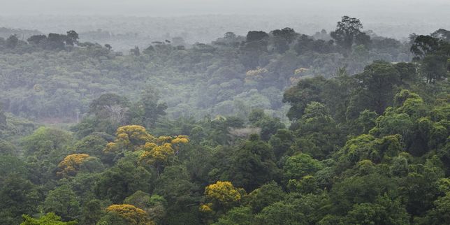 Carlos Rittl : « L’Europe se fait-elle la complice de Bolsonaro dans la dévastation de l’Amazonie ? »