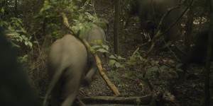 Les éléphants de Lagos, secret bien gardé du Nigeria