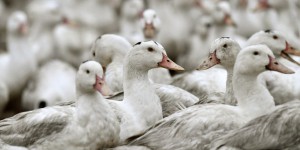 Des éleveurs basques ayant refusé l’abattage préventif de leurs canards sont relaxés