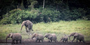 Le Gabon, dernier refuge des éléphants de forêt