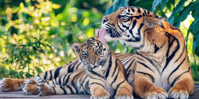 En Inde, la population de tigres sauvages a augmenté de 30 % en quatre ans