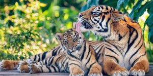 En Inde, la population de tigres sauvages a augmenté de 30 % en quatre ans