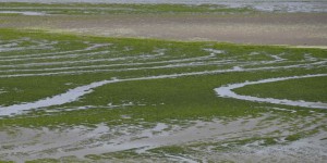 Mort d’un ostréiculteur en Bretagne : les algues vertes ne sont pas en cause, selon les analyses