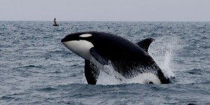 Orques capturées en Russie : nouvelle libération de trois cétacés
