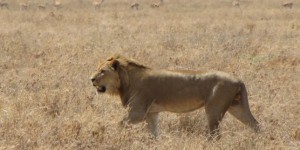 5 questions pour comprendre l’affaire du safari des gérants du Super U de L’Arbresle