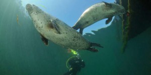 La Suède envisage de rétablir la chasse aux phoques