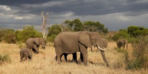 En Tanzanie, la lutte contre le braconnage des éléphants et des rhinocéros porte ses fruits