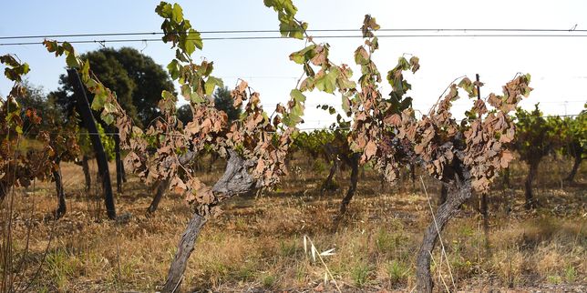 A Vérargues, « point le plus chaud » de France, le désarroi des viticulteurs
