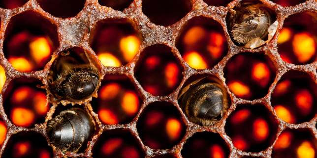 Pourquoi les abeilles disparaissent-elles ? Posez vos questions à Stéphane Foucart