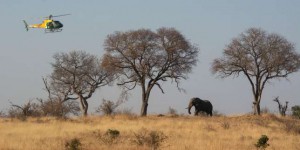 En Afrique du Sud, les éléphants menacés par la tuberculose