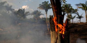 Au Brésil, sécheresse et déforestation font bondir de 83 % le nombre d’incendies