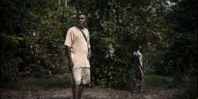 En Centrafrique, d’anciens chasseurs pygmées tentent de sauver les derniers éléphants du pays