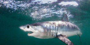Cites : une centaine de pays votent pour protéger le requin mako
