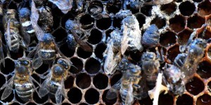 « La confrérie des insectes », ces scientifiques indépendants qui enquêtent sur la disparition des abeilles
