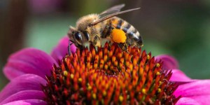 Disparition des abeilles : une coupable impuissance