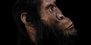 En Ethiopie, « Australopithecus anamensis » montre enfin son visage