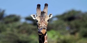 Les girafes menacées d’« extinction silencieuse »