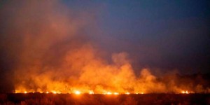 Incendies en Amazonie : il faut que « la forêt debout rapporte plus que le déboisement »