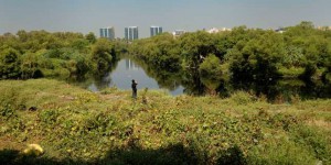En Inde, le projet de ligne à grande vitesse va détruire de précieuses mangroves