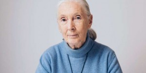 Jane Goodall : « Plus les perspectives sont sombres, plus je suis déterminée »
