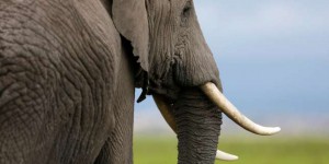 L’Europe incitée à fermer son marché de l’ivoire pour mieux protéger les éléphants d’Afrique
