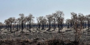 Quel est l’impact des feux en Amazonie sur le climat ?