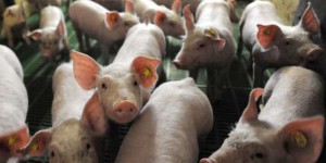 « Le marché mondial du cochon est complètement chamboulé »
